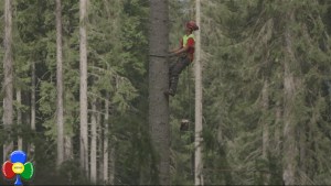 alberi-che-camminano-erri-de-luca